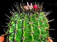 Melocactus neryi v. guaricensis Guarica Colombia JB.JPG